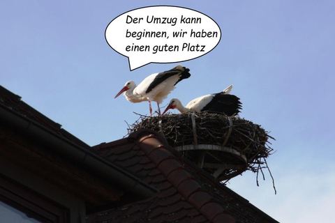 Bild 8 von 15: Rosenmontagsumzug 2017