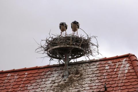Bild 3 von 15: Rosenmontagsumzug 2019
