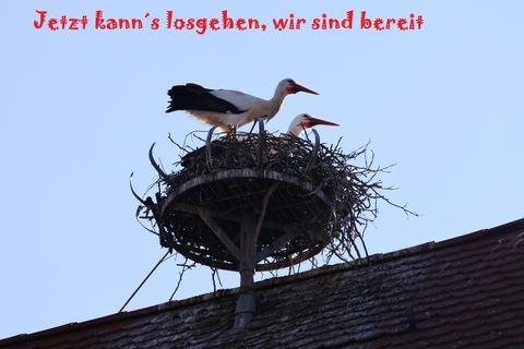Bild 11 von 20: Rosenmontagsumzug 2025